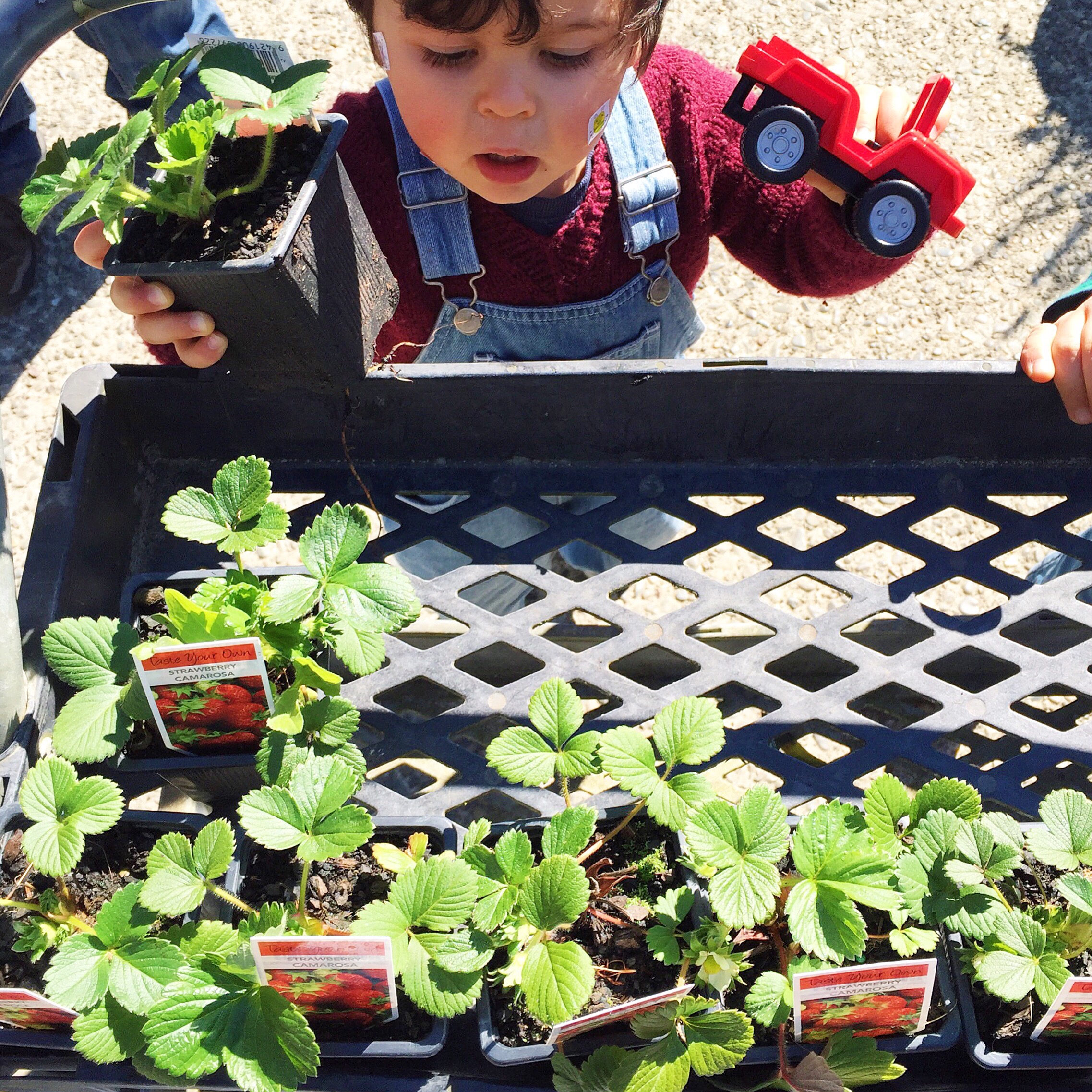 buying strawberry plants
