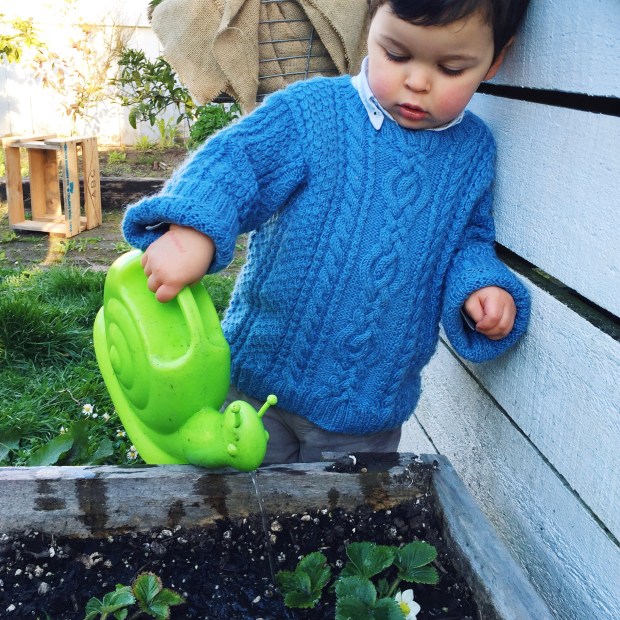 watering a box of strawberry plants