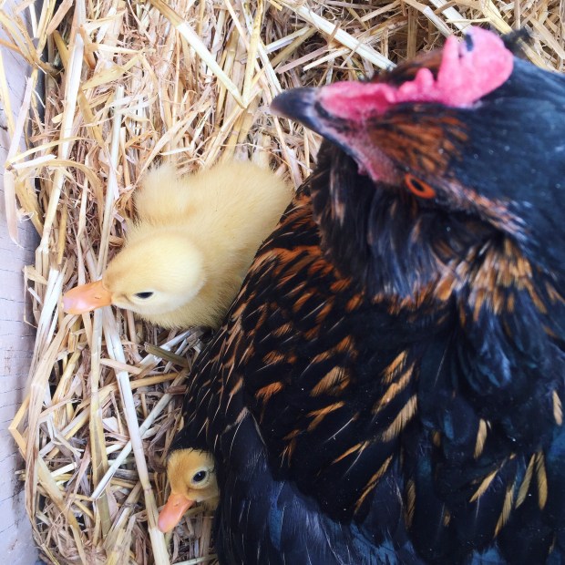 newborn ducklings - Constanca Cabral