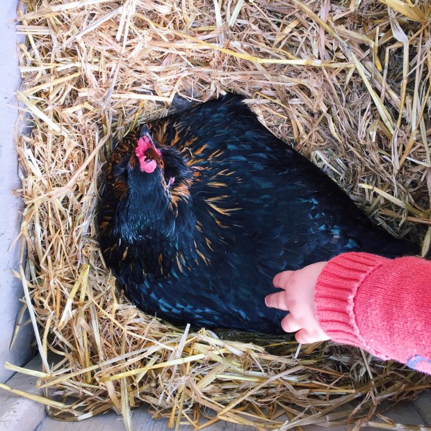 petting the chicken - Constanca Cabral