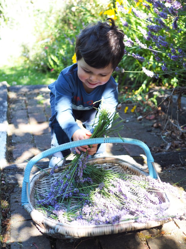 picking lavender